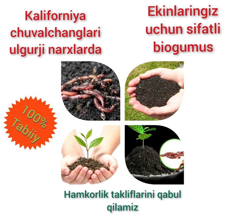 Аксия Калифорния чувалчанг