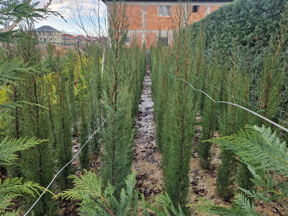 Vând cipressi toscani aduși din Italia