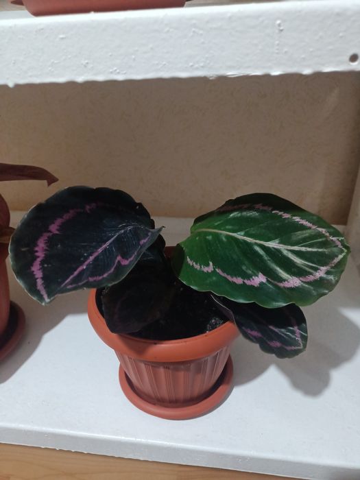 Продам "маранта"