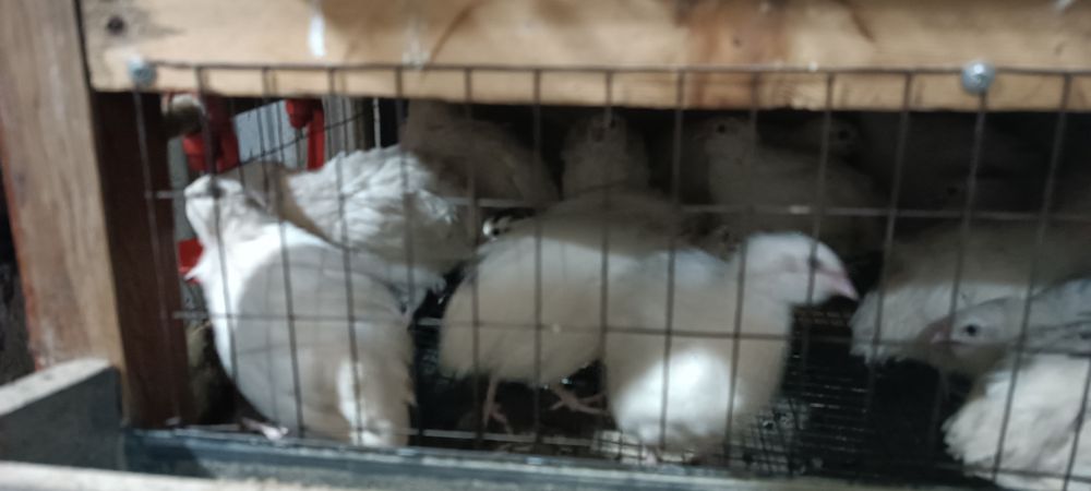 Продам Перепелов самцов (Танюшкины)полу гигантский