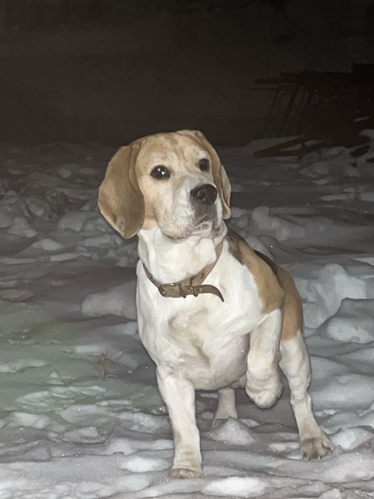 Бигль 3годика продам хороший собака