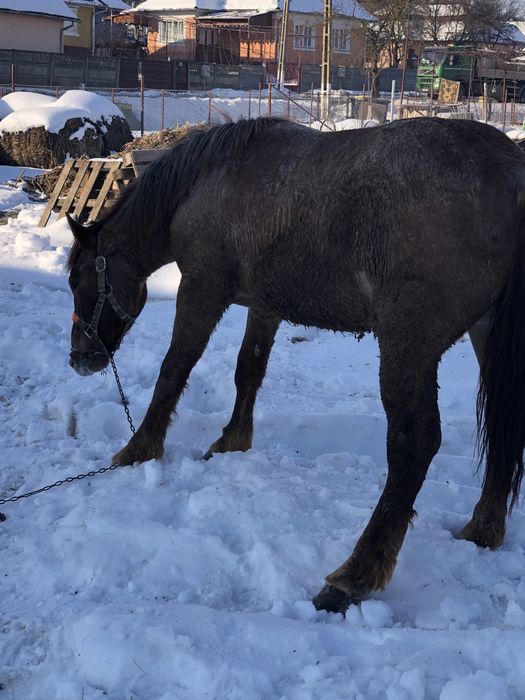 Manz de un an si opt luni