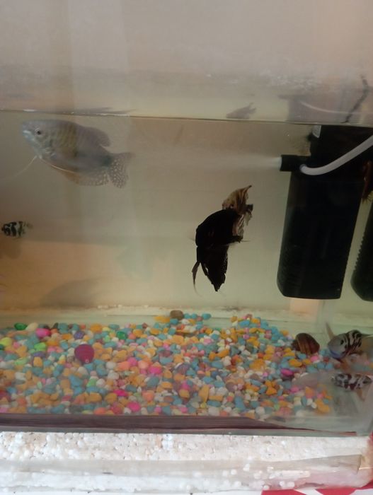 Продаю рыб в хорошем состоянии