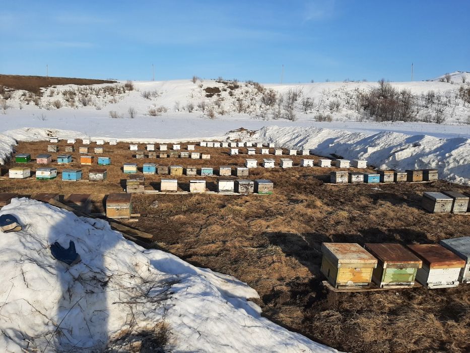 Продам дом пасеку