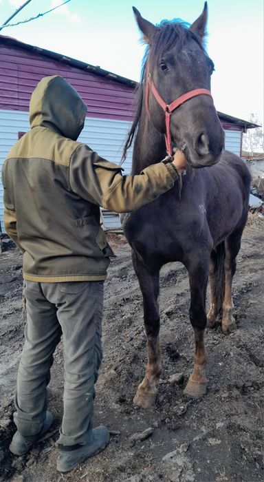 Кобылка на племя.