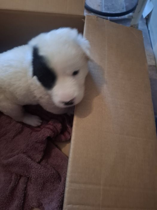 Продам алабая  сучка