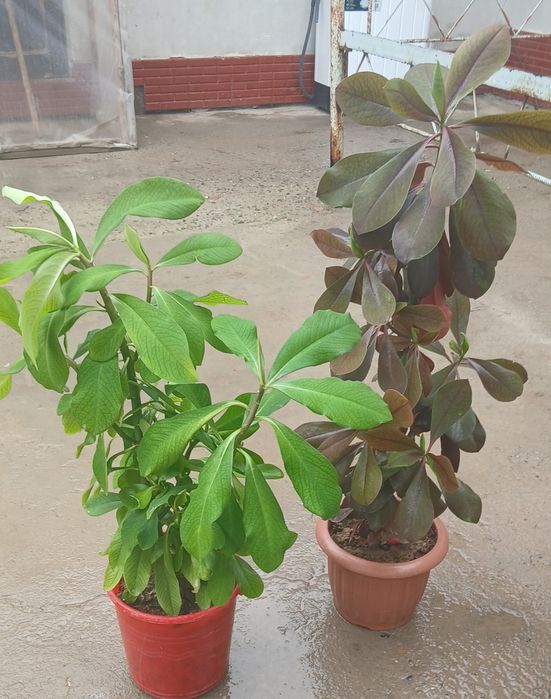 UYDA  Ustirilgan Gullar