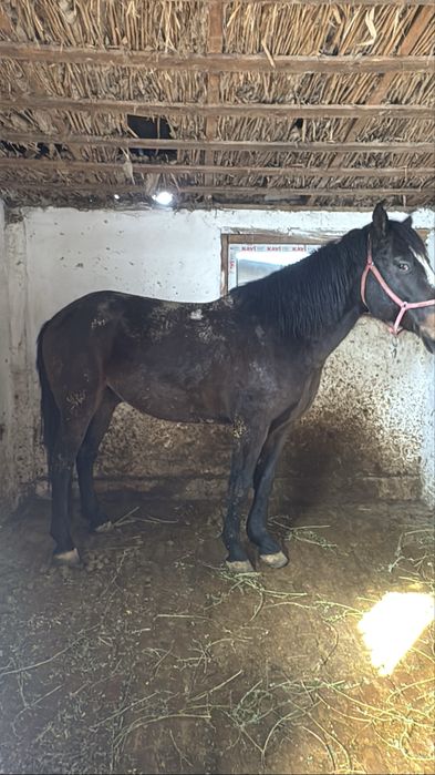 Пишпе Айгыр сатылады