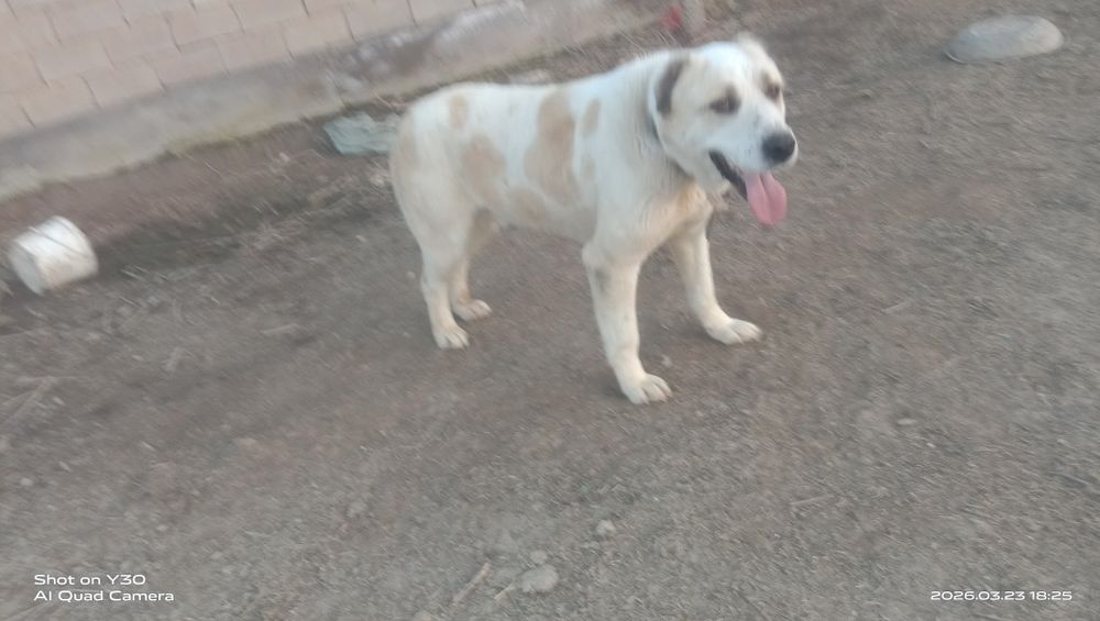 Боиы 68 салмақ 45+