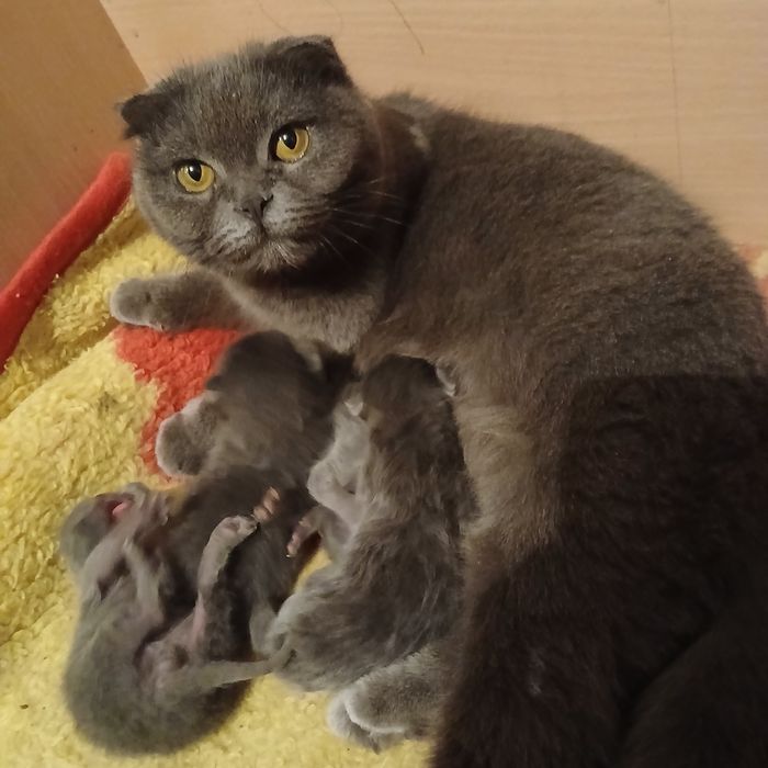 Продоеться котята веслоухие