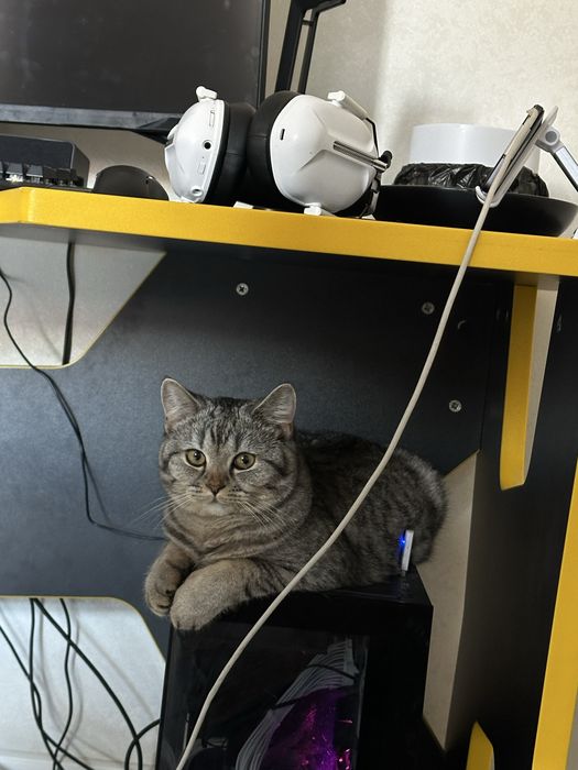 Вязка Кот Скоттиш-страйт