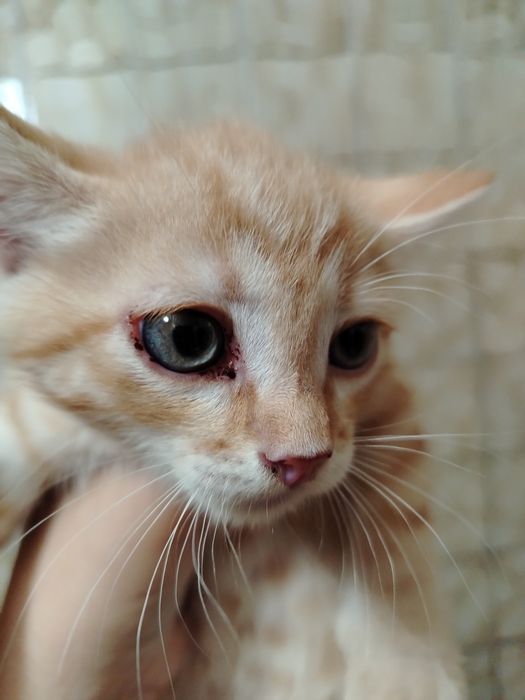 Отдам рыжего котёнка