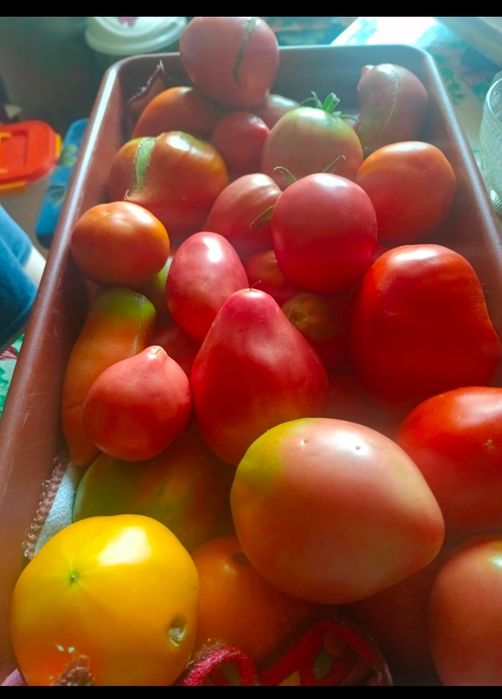 Продам дачные помидоры