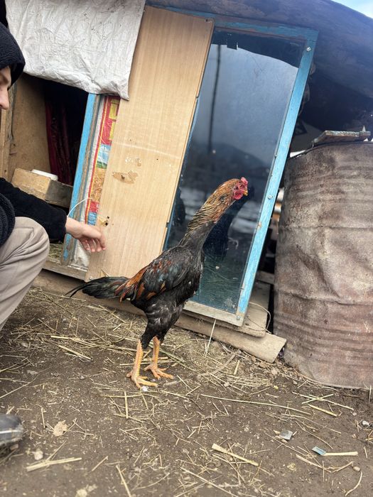 Продам дакана срочно