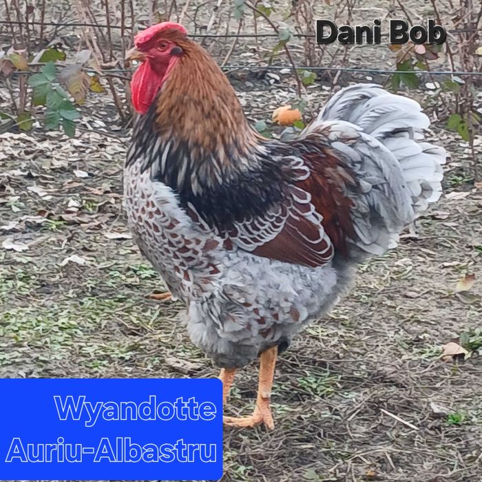 Oua de incubat / puisori de gaina rasa Australorp & Wyandotte