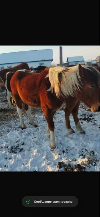 Обменяю на молочную корову