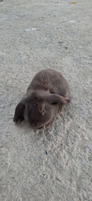 Karlik Gavanna sames ogil bola 3oylidan oshgan narxi 250min