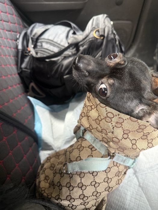 вязка чихуахуа, мальчик срочно