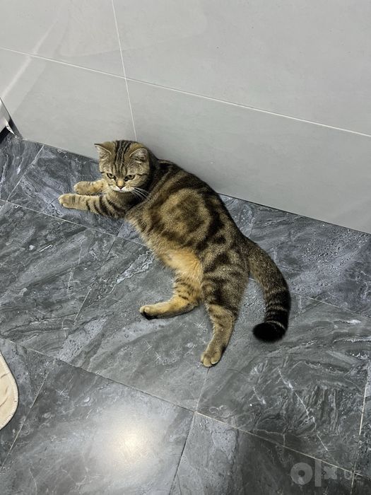 кот кошка mushuk British Shorthair