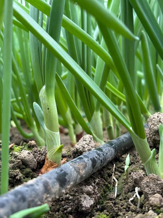 Ceapa verde la kg sau legatura