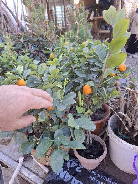 Мандарин уже есть плоды