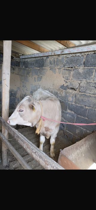 Бычок 11 месяцев, на откорм