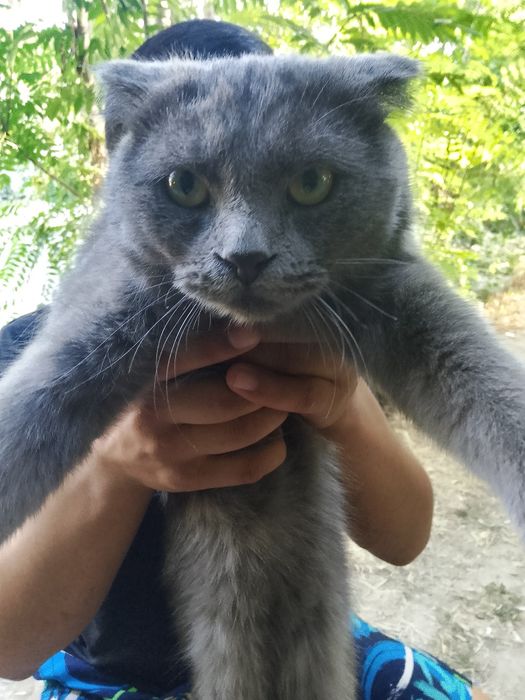 Сорочна  сотлад мушук зоти Scottish Fold