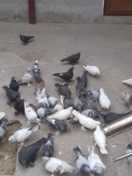 Mana xel kaftarlar sotiladi