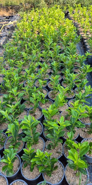 Leylandi, tuia ,chiparos