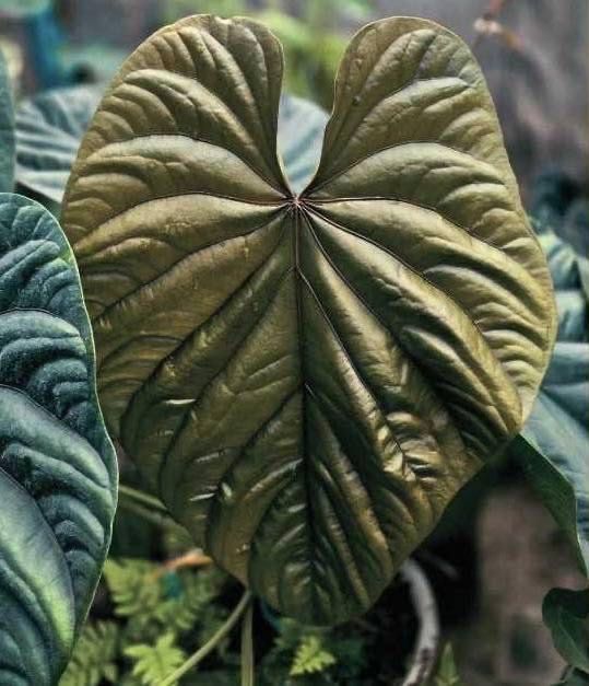 anthurium Luxurians CF