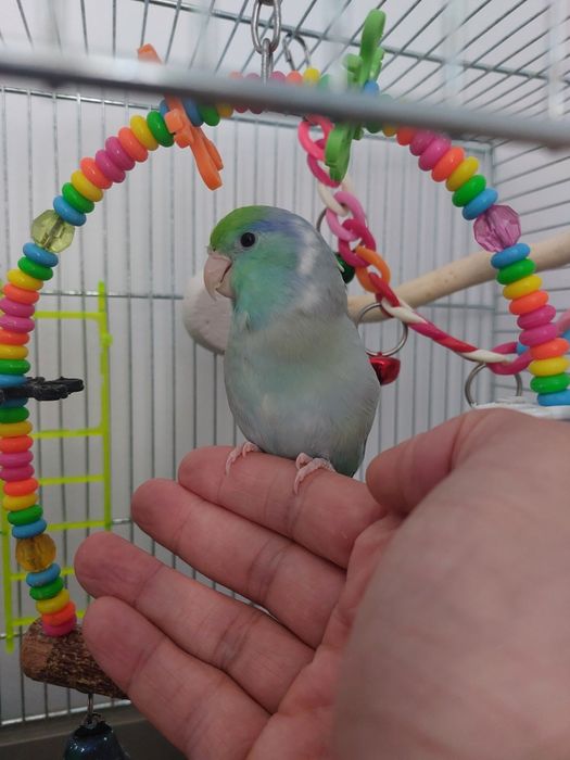 Papagal forpus mascul – crescut la seringă, foarte sociabil