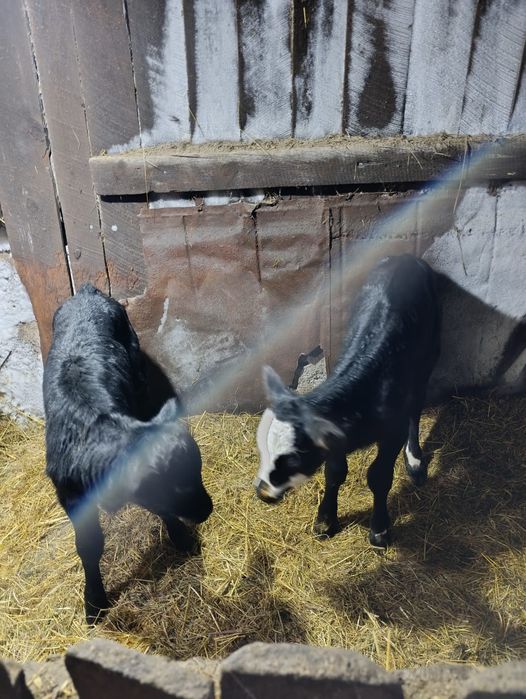 Продам тёлочек .