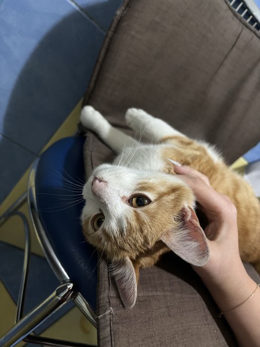 Adoptie pisica urgent