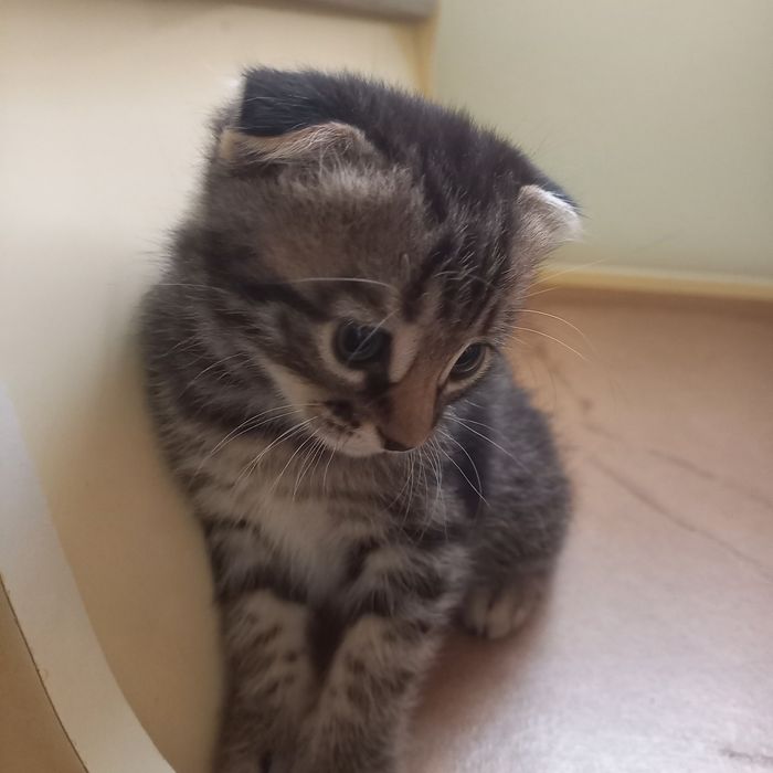 Вислоухий котёнок 1,2 мес мальчик
