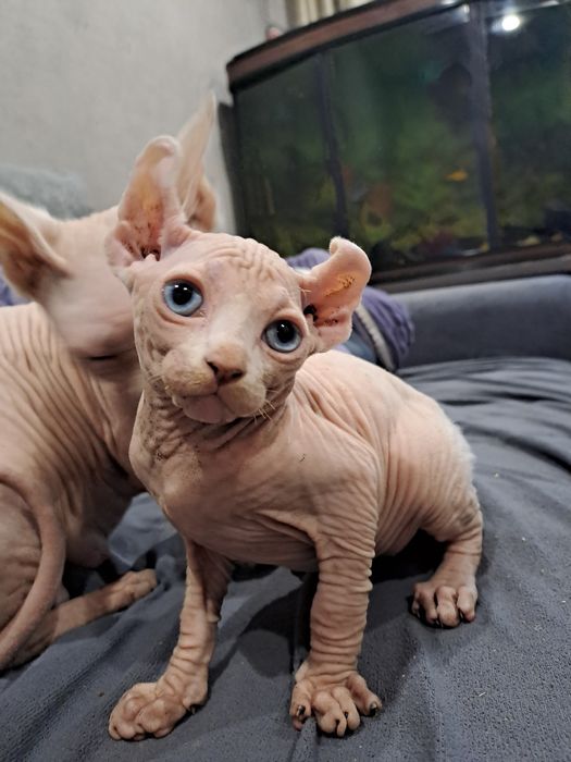 Шикарные сфинксы бамбино и эльф