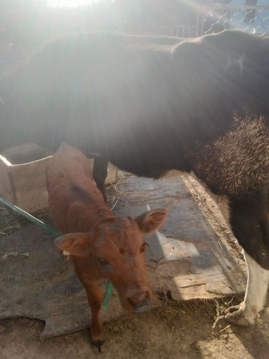 Сиырлар сатылады,тез арада