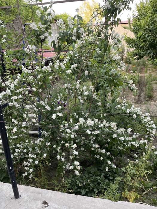 Жасмин гул кўчатлари сотилади, гули хушбўй
