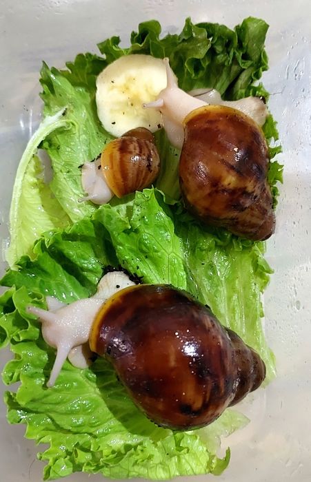 Улитки архахатины