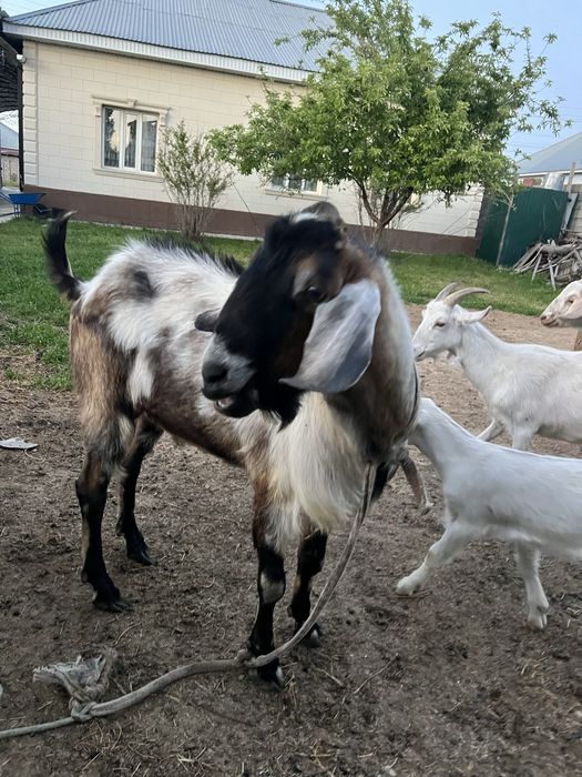 Нубийские теке 2-3еуін туғыздырады