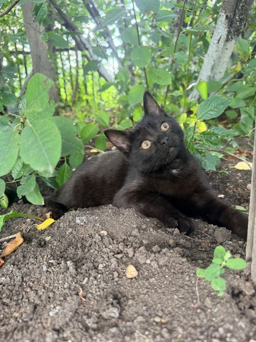 Котенок в добрые руки