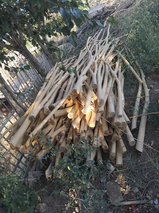 Qadalar bar qaratal qada jayga salatin kokterek bar aq tal qadalar bar