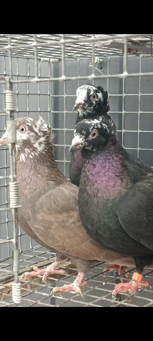 Продам голубей бакинских