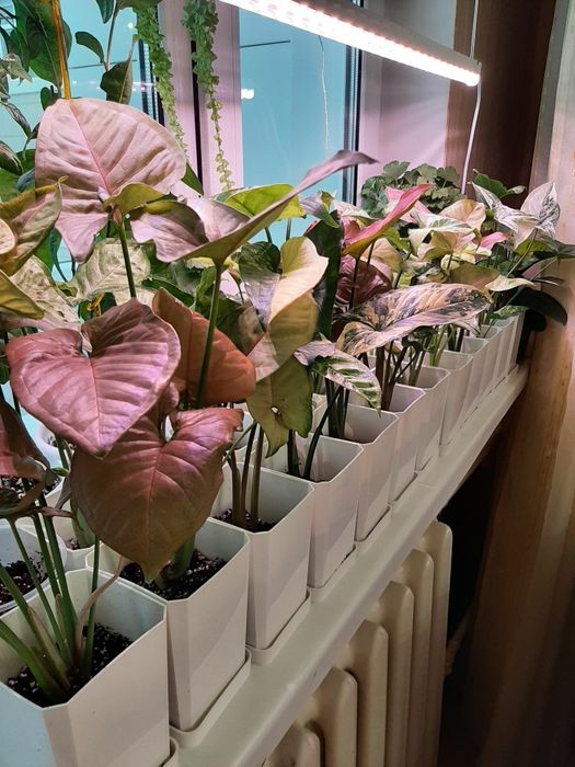 Сингониумы, комнатные растения.