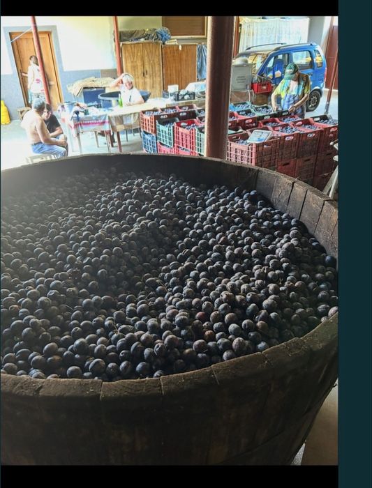 Vand prune pentru tuica si palinca