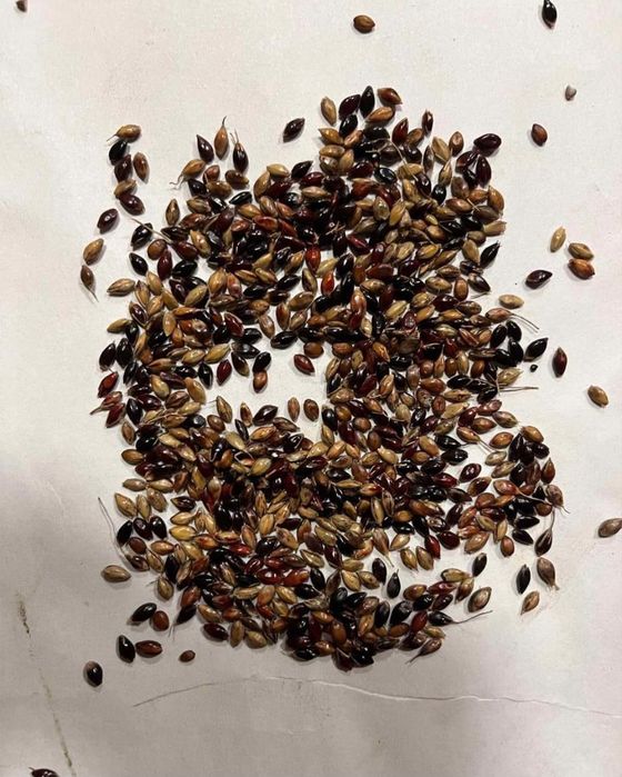 Sămânță Iarba coasă, pășune, islaz, Amestec,Iarba Sudan anual