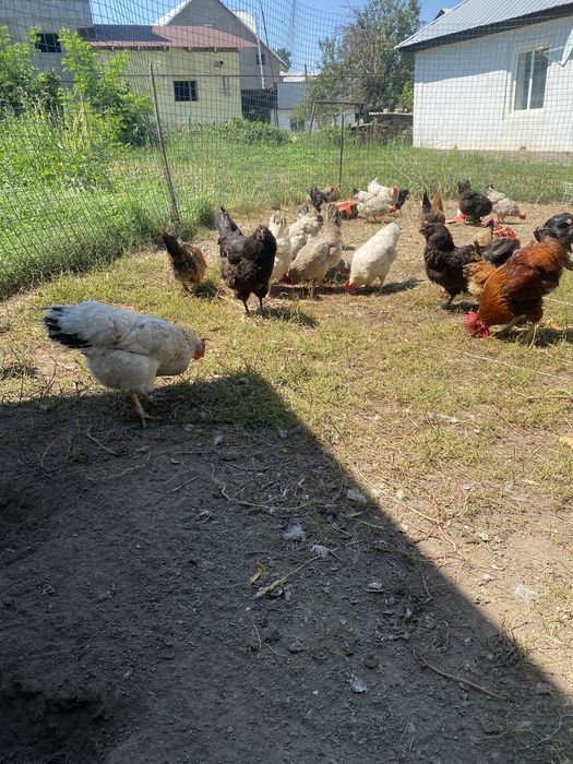 Продам домашние куры