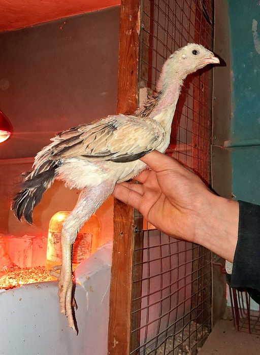 Продам бойцовых кур!