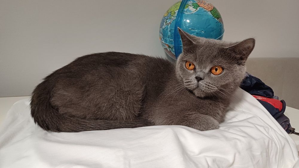 Британская кошка