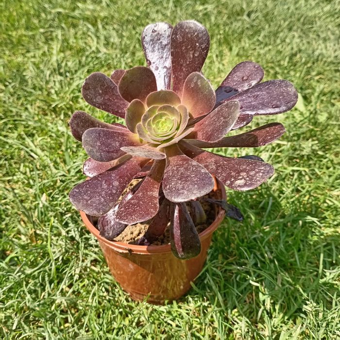Эониум древовидный (Aeonium arboreum) — 12 см