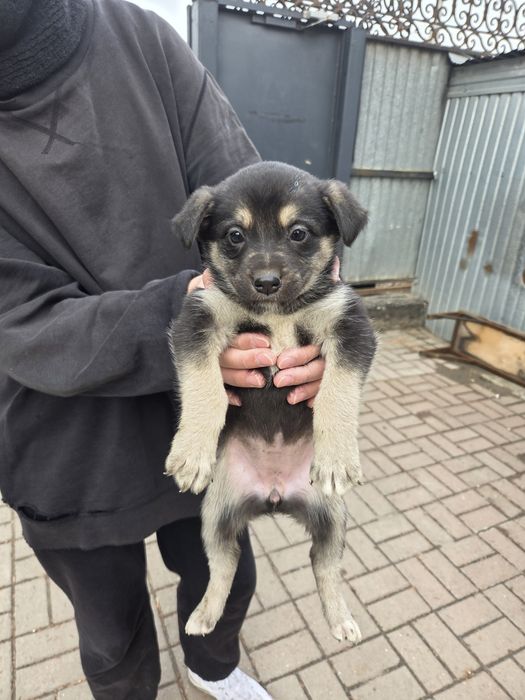 Отдам щенят в добрые руки